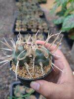 หนามกระดาษ Tephrocactus articulatus var. papyracanthus????????