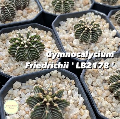 [ GYMN5 ] Gymnocalycium Friedrichii LB2178 ยิมโน แอลบี 2178 ยิมโนคาลิเซียม ยิมโนคาไลเซียม แคคตัส กระบองเพชร ต้นไม้
