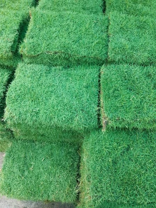 หญ้าญี่ปุ่น-หญ้าสนาม-หญ้าญี่ปุ่นเเท้-50x100cm-japaness-lawn-grass-หญ้าสด-หญ้าจริง-ส่งตรงจากไร่