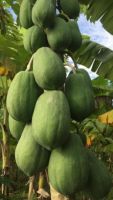 เมล็ดมะละกอพื้นบ้าน(Thai local papaya) เป็นมะละกอพันธุ์ดั้งเดิมที่คนไทยปลูก ปลูกง่ายทนต่อโรคและแมลงมากกว่าพันธุ์อื่น ออกลูกดก (พันธุ์แท้เก็บเมล็ดทำพันธุ์ต่อได้)