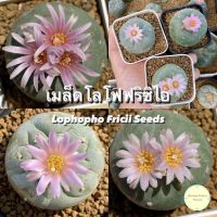 ? ซื้อ 2 แถม 1 (Buy 2 Get 1 Free) ? เมล็ด โลโฟโฟร่า ฟริซิไอ Lophophora Fricii Seeds โลโฟ เมล็ดแคคตัส แคคตัส กระบองเพชร