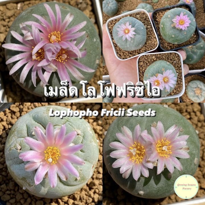 🌸 ซื้อ 2 แถม 1 (Buy 2 Get 1 Free) 🌸 เมล็ด โลโฟโฟร่า ฟริซิไอ Lophophora Fricii Seeds โลโฟ เมล็ดแคคตัส แคคตัส กระบองเพชร