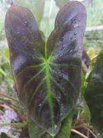 บอน อโลฮ้า Colocasia Aloha ขุดสด ชำรากแข็งแรง