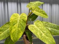 ฟิโลเดรดรอน เพ้นเลดี้ Philodendron Painted Ladyกระถาง6”