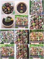 ไลทอป Lithop (ไม้นำเข้า) Tree &amp; Plants คละสีคละพันธุ์ น่ารักๆ สะสม เสริมดวงปัง! การงาน การเงิน ความรัก สดชื่น ตั้งโต๊ะทำงาน Office/Home/Garden size0.3-8.3cm. 1set/Pcs