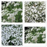 เมล็ดพันธุ์ ยิปโซฟิลล่า สีขาวดอกซ้อน (White Gypsophila Layer Flower Seed) บรรจุ 30 เมล็ด