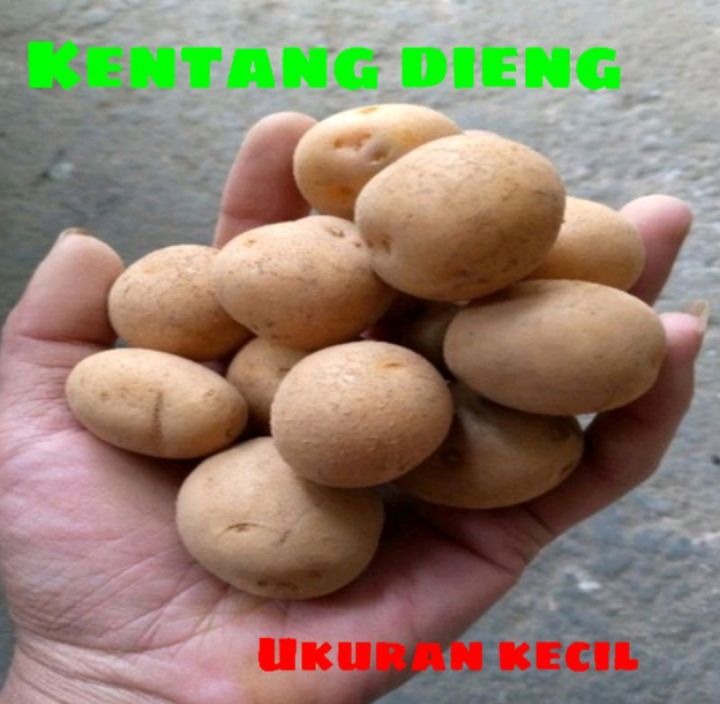 Kentang Dieng Lazada Indonesia