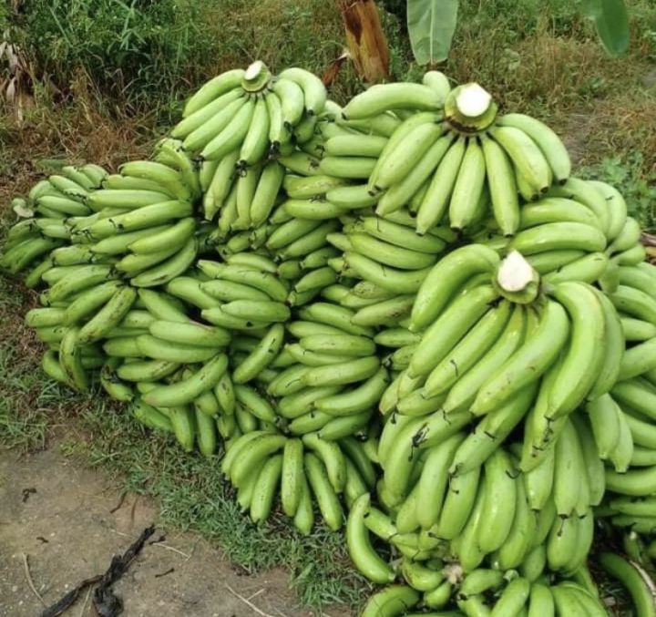 กล้วยหอมปลูกง่ายทนแล้ง-หน่อกล้วยหอมทองแท้-100-พันธุ์เดียวกันกับในเซเว่น-ขุดตามออเดอร์
