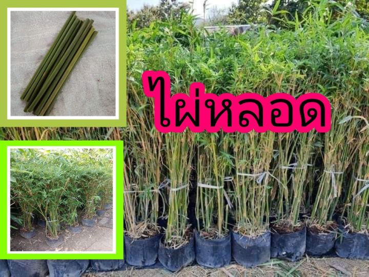 ไผ่หลอด-ต้นพันธุ์สูง-1เมตร-รากแน่น-ต้นแข็งแรงพร้อมปลูก