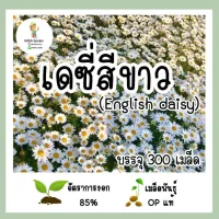 เมล็ดพันธุ์ เดซี่สีขาว (English daisy) 300เมล็ด