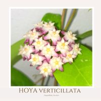 โฮย่า Hoya verticillata กลีบม่วง