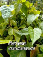 ต้นคำแสด สูง 30-50ซม. ในถุงขนาด3.5×9นิ้ว