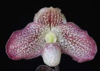 Paph.S,Gratri x(bellatulum x godefroyae)(AP 4-11)  x Paph.Vietnamense รองเท้านารีลูกผสมดอกตามภาพนะคะขนาดที่ขายเป็นกระถาง 2 นิ้ว