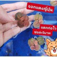 จอกแดง​( 2ช่อ)​ 10บาท​ แตกก่อไว​  พร้อมส่ง