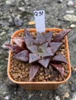 Haworthia Hybird Thailand ขนาดกระถาง 2 นิ้ว จัดส่งทั้งกระถาง รหัส Q31-60