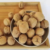 ลูกวอลนัท walnut 1kg ขนมนกแก้ว ชูการ์ แฮมสเตอร์ กระรอก สัตว์เลี้ยงฟันแทะ