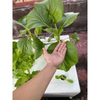 เมล็ดพันธุ์ กวางตุ้ง เขียวใหญ่ ( Chinese Cabbage Seed ) บรรจุ 1000 เมล็ด