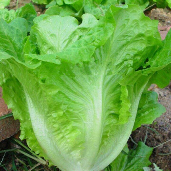 ผักกาดหอมอิตาลี Italy lettuce seeds.100150เมล็ด Lazada.co.th
