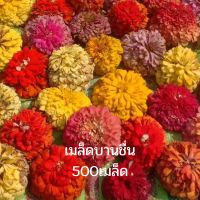 เมล็ดดอกบานชื่นคละสี 500เมล็ด