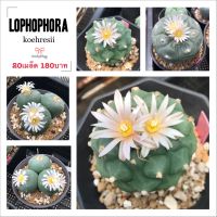 เมล็ด Lophophora Koehresii seeds