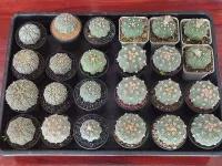 แอสโตร(Astrophytum)?ยกถาด(24กระถาง)