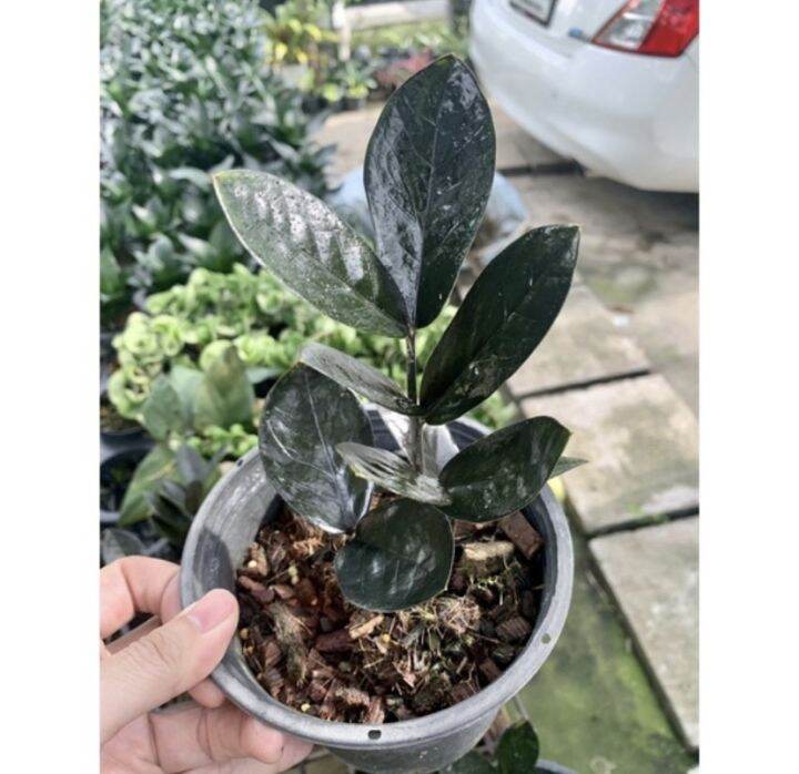 สวยอายุยืนนาน-ต้นกวักมรกตดำ-กระถาง-6-5-นิ้ว-zamioculcas-zamiifolia-black-สูง15-25-cm-กวักดำ-กวักนิลต้นไม้มงคล-โขดสวย-ไม้ฟอกอากาศ-เสริมโชคลาภฟอร์มสวยทุกต้น