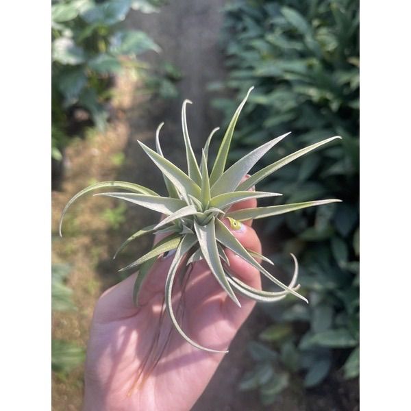 Tillandsia Capitata silver rose S