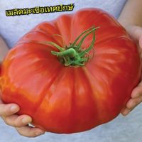 เมล็ดพันธฺุ์มะเขือเทศยักษ์เบลเยียม Giant  Belgium Tomatoบรรจุ50เมล็ด ขนาดผล400-800​กรัมเป็นสายพันธุ์มะเขือเทศใหญ่จัมโบ้