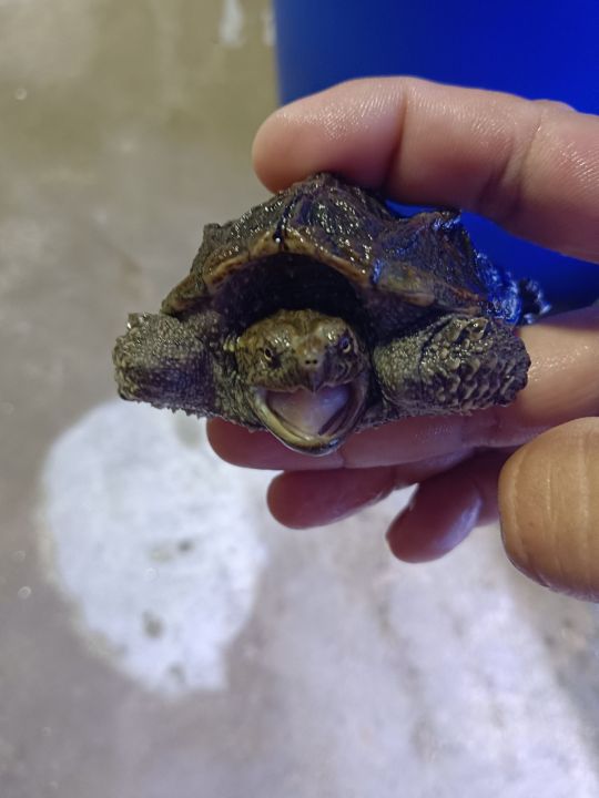 :Florida snapping turtle 纯佛鳄龟5cm++ | Lazada