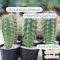 ตอฟ้า Azureocereus hertlingianus ไม้เมล็ด ความสูง 12 ซม ขึ้นไป