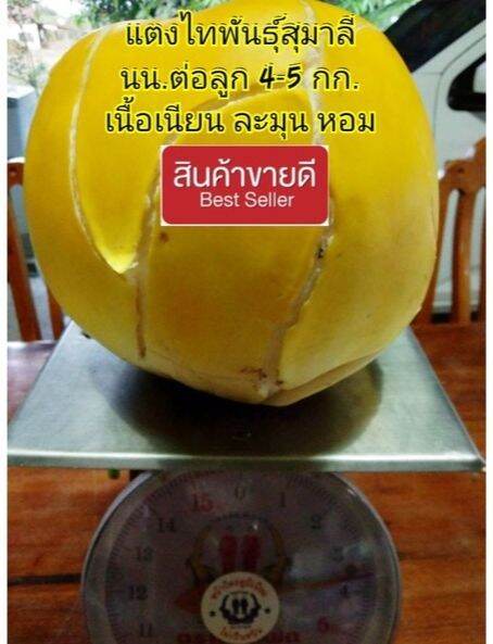 เมล็ดแตงไทพื้นบ้านพันธุ์สุมาลี-ชุดละ-40-เมล็ด