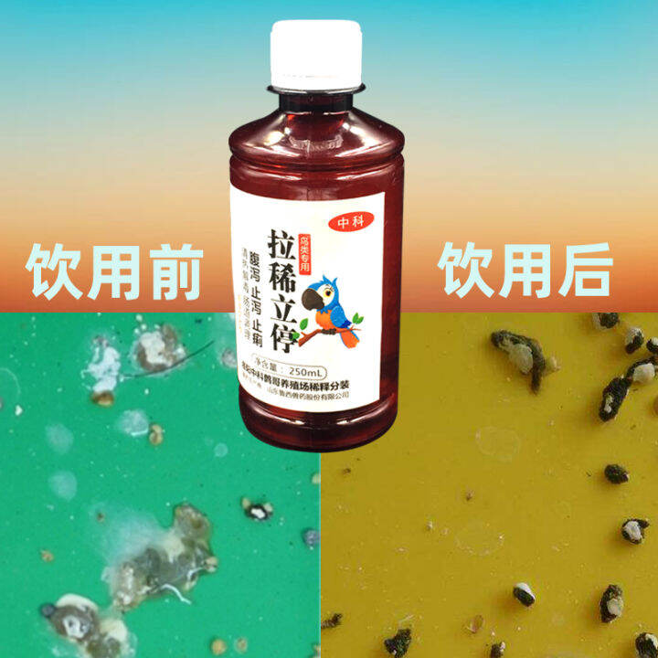 Bird with Diarrhea Stand Stop Parrot Pigeon Big Brother Brother Jiao