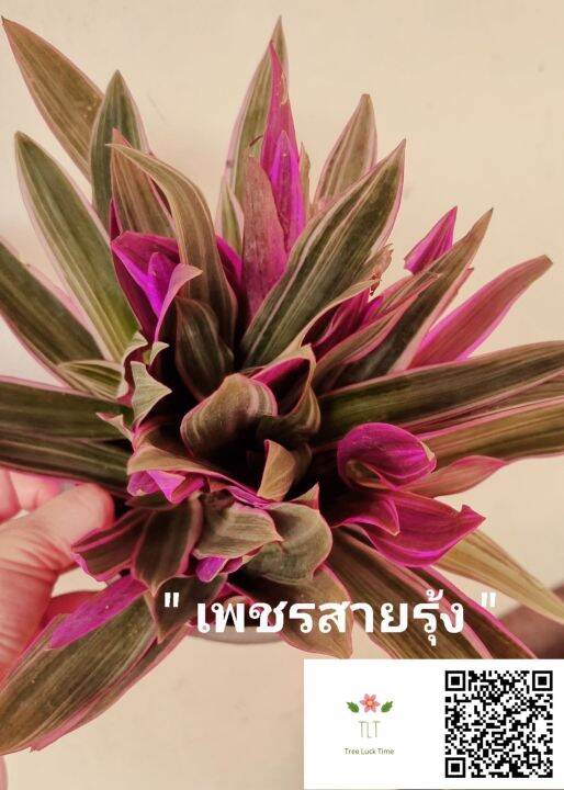 ต้นเพชรสายรุ้ง-ไม้ประดับและไม้มงคล-บรรจุกระถางจัดส่งขนาด-6