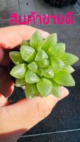 กระบองเพชรHaworthia cooper