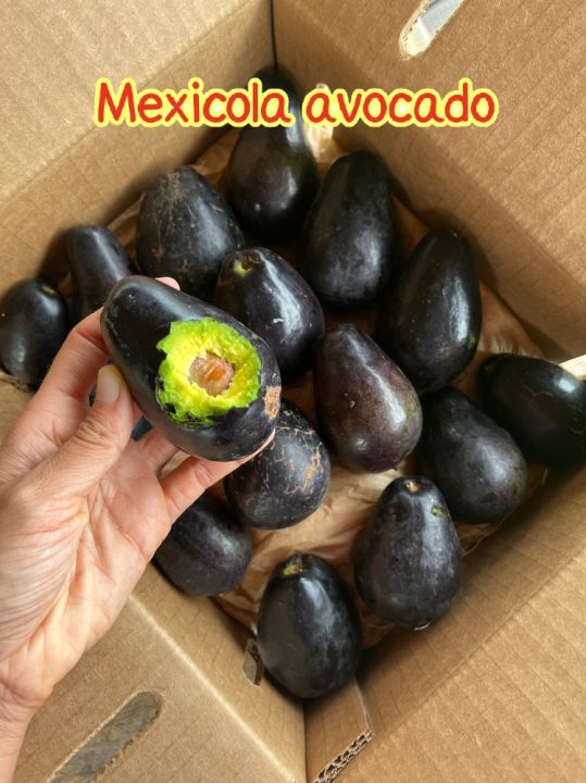 ต้นอะโวคาโด-เสียบยอด-mexicola-avocado-เม็กซิโคล่า-กินผลได้ทั้งเปลือกและใบ