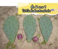 ?ซื้อ 2 แถม 1✨กระบองเพชรหรือพริกลี่แพร์ พันธุ์ ฮูมิฟูซ่า (Prickly Pear Humifusa)(ขนาดใบ/แพดประมาณ 20-25ซม.)