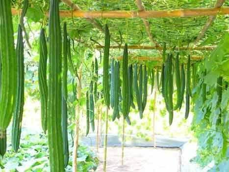 บวบเหลี่ยม-10เมล็ด