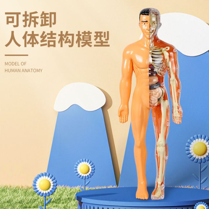 Hot Kid Montessori 3D câu đố cơ thể con người giải phẫu mô hình giáo dục