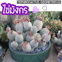 ??ไข่มังกร Tephrocactus Geomitricus ? หน่อเด็ดสด ♥️สำหรับนักสะสม ♥️ สีของผิวลำต้นสีเทาอมฟ้า แตกหน่อเอง รูปทรงไข่กลมๆน่ารักมาก ? เด่นเรื่องความกลม เนียน ไม่ค่อยมีหนามยาวแทงมือ ตุ่มหนามจะมีหนามเป็นเข็มเล็กๆคล้ายๆโอพันเทีย เป็นที่นิยมในการสะสม ‼️