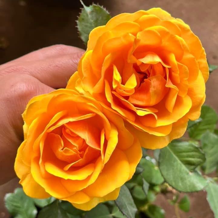 Hoa hồng bụi vàng Đức - form hoa đẹp, hoa to, màu vàng đậm | Lazada.vn