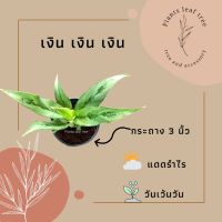 ต้นเงิน เงิน เงิน ไม้มงคล กระถาง 3 นิ้ว