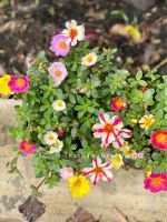 ต้นคุณนายตื่นสาย (ส่งทั้งกระถาง 5 นิ้ว ) Moss Rose Plants #sun rose #Vietnam Rose