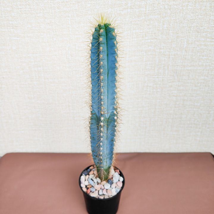 pilosocereus-azureus-cactus-ตอบลูหนามทอง