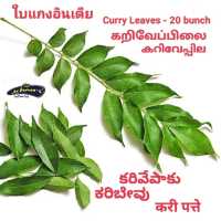 Indian Curry Leaves Organic ใบเคอร์รี่ลีฟ ออเเกนิค!! ใบสด
บรรจุซอง ตัดจากต้นเมี่อมีออเดอร์