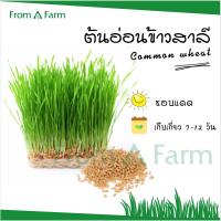 เมล็ด ต้นอ่อน ข้าวสาลี  Common Wheat  เพาะต้นข้าวสาลี