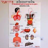 อวัยวะภายใน2 โปสเตอร์กระดาษ 53*77cm (21*30 นิ้ว)✅ วิทยาศาสตร์ เรียนหมอ พันธุกรรม Anatomy โครงกระดูกมนุษย์ แก้วหู