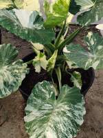 บอนหูช้างด่างขาว Alocasia Gageana Albo Variegated (คัดต้นด่างแล้วส่ง) ไม่ต้องลุ้น กระถาง4นิ้วรากเดินดี ต้นหูช้าง ช้างขาว ต้นช้างขาว หูช้างด่าง รอดแล้วรากเดินดี รดน้ำวันละครั้ง ชอบที่ล่มรำไร ไม่ค่อยโดนแดดจัด