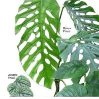 Monstera dubia มอนสเตอร่า ดูเบีย กระถาง 4 นิ้ว