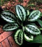 คล้า ใบเงิน  ลายเงิน คล้าลายใหม่คล้าสวยๆต้นใหญ่? Calathea roseopicta Illustris ? ไม้ฟอกอากาศ