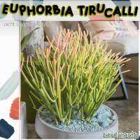 ???Euphorbia Tirucalli เจ้าก้านป๊อกกี้ด่างชมพู ? เลี้ยงได้ทั้งชื้นในร่ม แดดรำไร ยิ่งเจอแดดยิ่งก้านสีชมพู แตกกิ่งก้านเก่ง